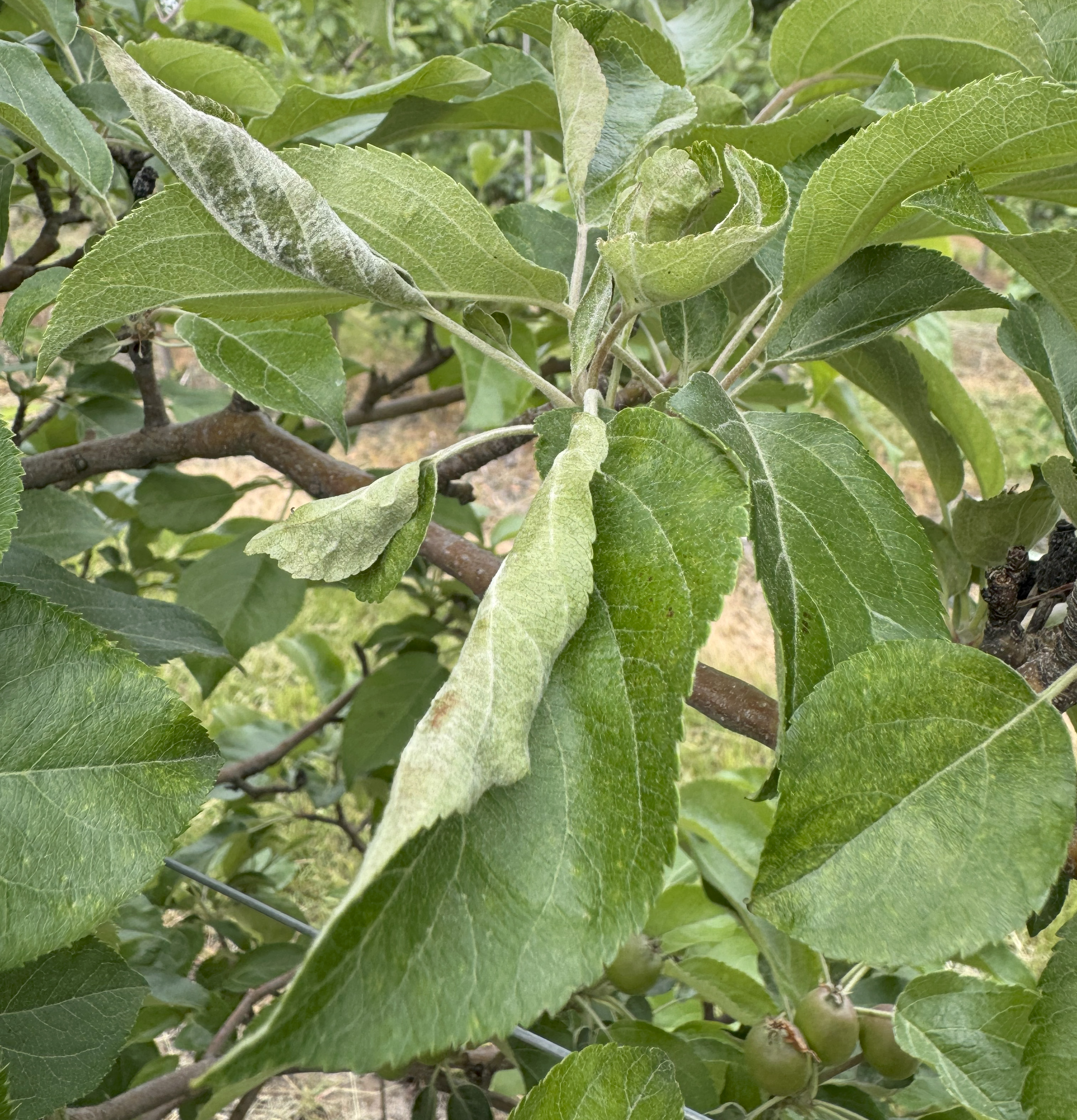 Grayish curled leaves on an apple tree caused by powdery mildew.